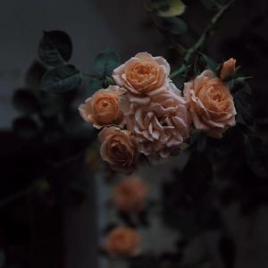 四虎地址8848最新章节
